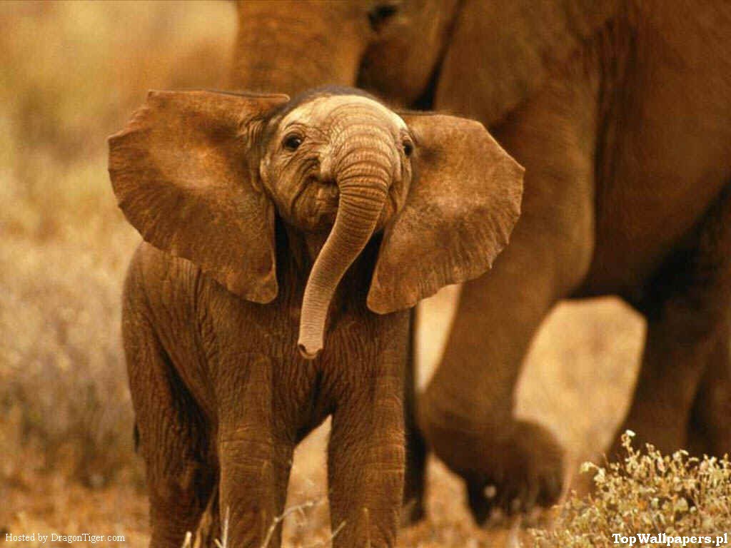 zwierzęta - słoń.jpg