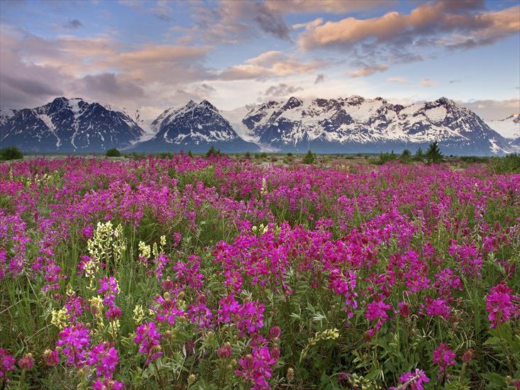 Kwiaty - Fields of Vetch, Alsek River Valley, British Columbia, Canada.jpg