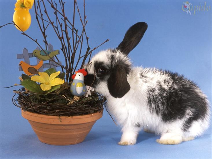 Zające i króliki - Wielkanoc_01.jpg
