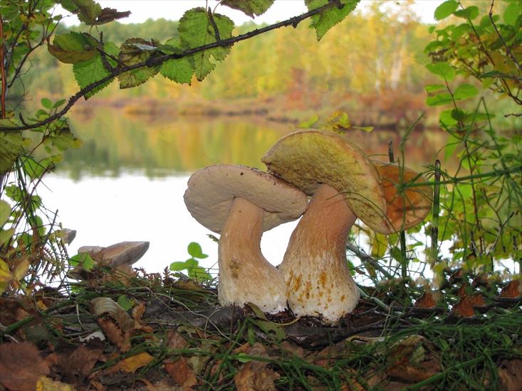  JESIEŃ - white-mushrooms-2582319_1920.jpg