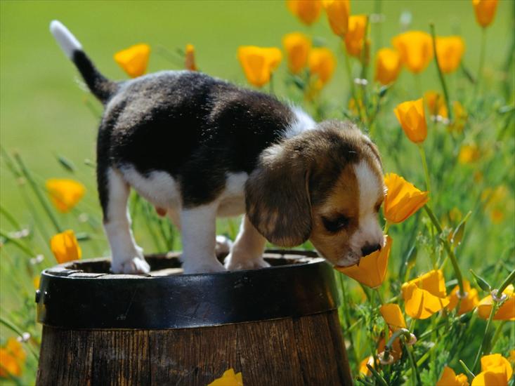 Psy - Szczeniak wąchający kwiatek.jpg