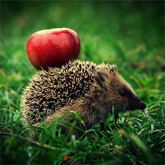 Fauna i Flora  - jeż z jabłuszkiem.jpg