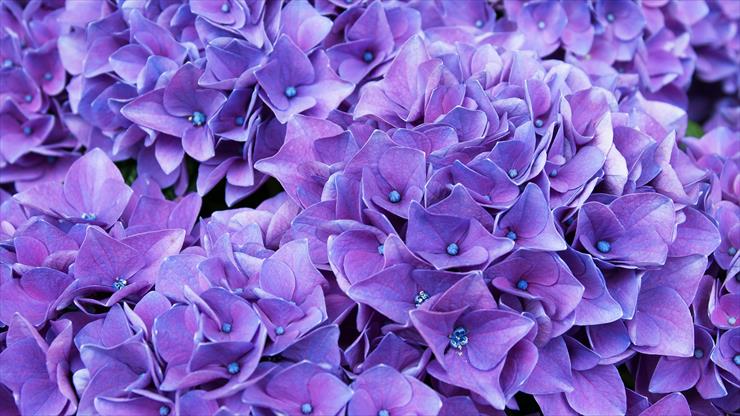 TAPETY - violet_lilac_flowers_4k-5120x2880.jpg